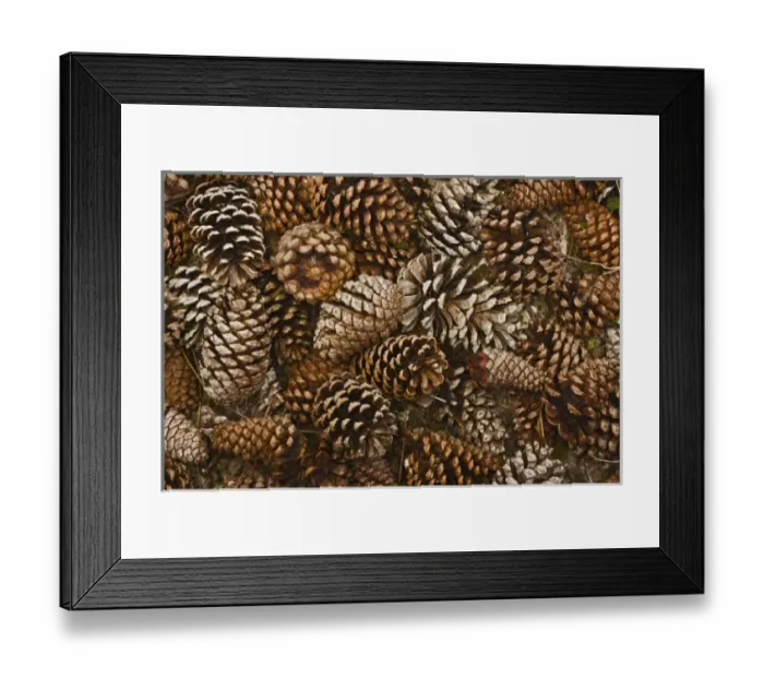 Framed Print : Pine cones on forest floor, Florida