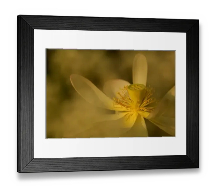 Framed Print : North America, USA, Florida, Orlando, lotus flower photographed through babies breath Framed Print : North America, USA, Florida, Orlando, lotus flower photographed through babies breath