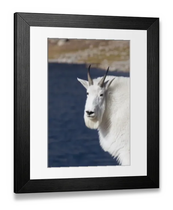 Framed Print : North America - USA - Colorado - Rocky Mountains - Mount Evans. Mountain goat - oreamnos americanus Framed Print : North America - USA - Colorado - Rocky Mountains - Mount Evans. Mountain goat - oreamnos americanus