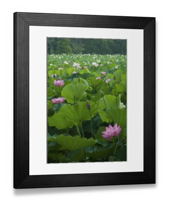 Framed Print : USA, DC, Washington, Kenilworth Aquatic Gardens, large pond filled with pink Framed Print : USA, DC, Washington, Kenilworth Aquatic Gardens, large pond filled with pink