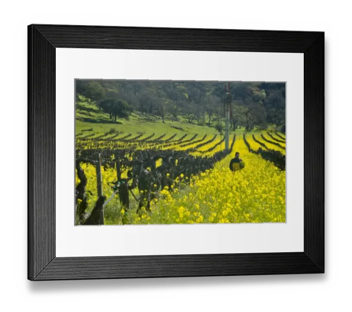 Framed Print : USA, North America, California Framed Print : USA, North America, California