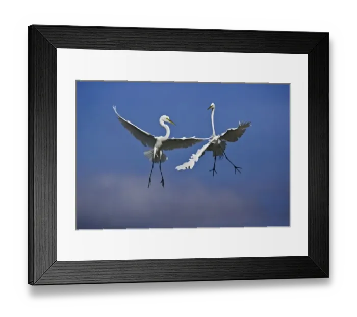 Framed Print : Pair of Great Egrets in breeding plumage fighting over nesting area, Casmerodius albus Framed Print : Pair of Great Egrets in breeding plumage fighting over nesting area, Casmerodius albus