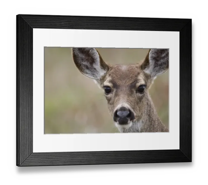 Framed Print : USA, North America, California