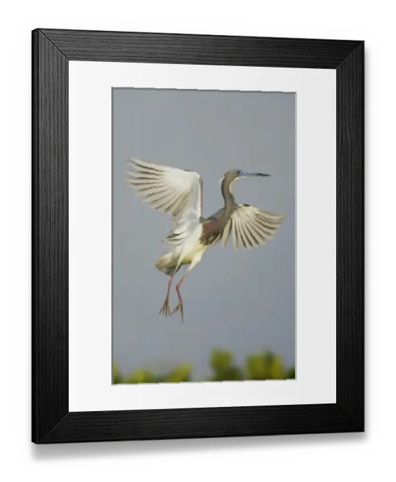 Framed Print : USA, Florida, Tampa Bay. Tricolored heron taking flight Framed Print : USA, Florida, Tampa Bay. Tricolored heron taking flight