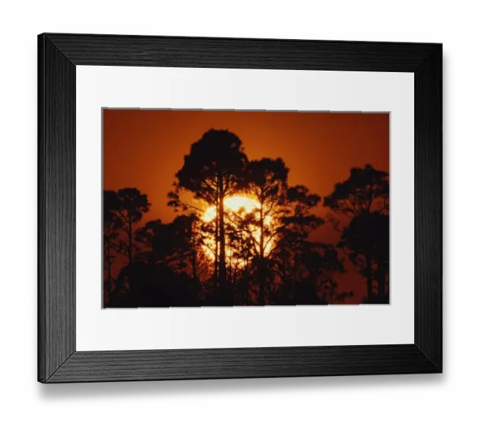 Framed Print : Pine trees silhouetted at sunrise, Everglades National Park, Florida Framed Print : Pine trees silhouetted at sunrise, Everglades National Park, Florida