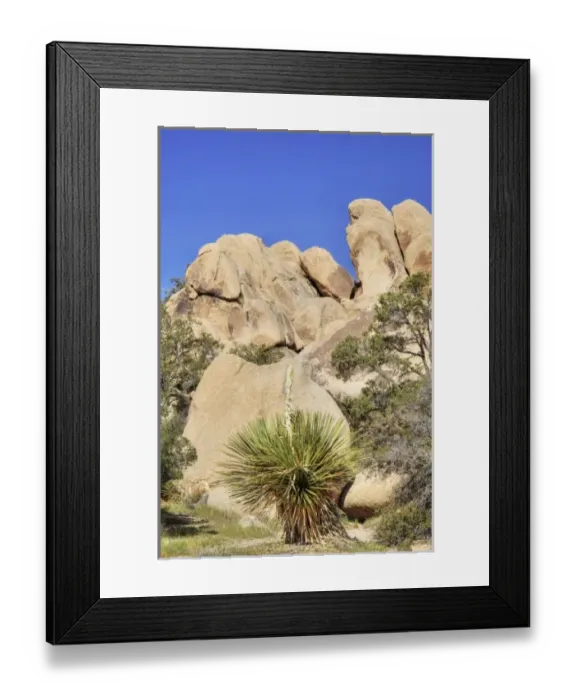 Framed Print : Joshua Tree NP, Parrys Nolina plant with granite rock formation Framed Print : Joshua Tree NP, Parrys Nolina plant with granite rock formation
