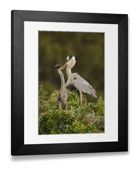 Framed Print : USA, North America, Florida