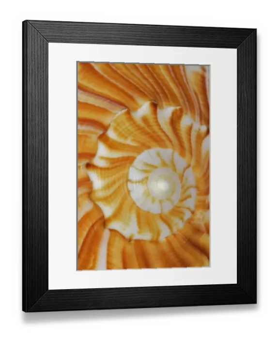 Framed Print : USA, North America, Florida Framed Print : USA, North America, Florida
