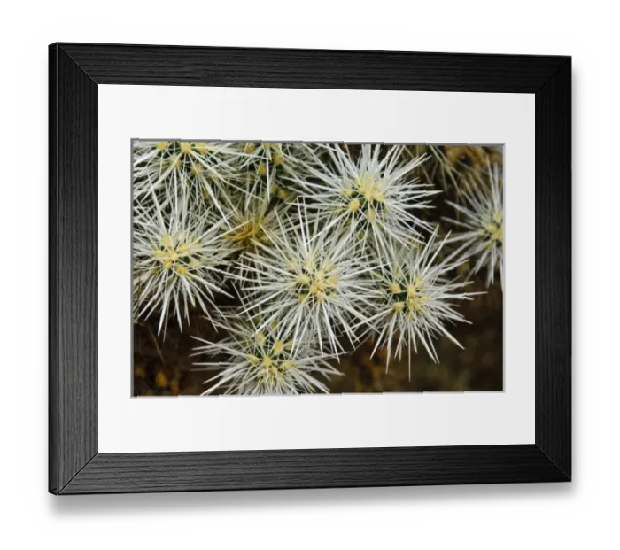 Framed Print : Palm Springs, California. Cacti Framed Print : Palm Springs, California. Cacti