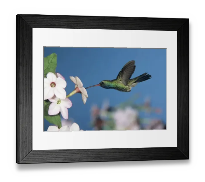 Framed Print : Broad-billed Hummingbird, Cynanthus latirostris, male feeding on Nicotiana (Nicotiana sp Framed Print : Broad-billed Hummingbird, Cynanthus latirostris, male feeding on Nicotiana (Nicotiana sp