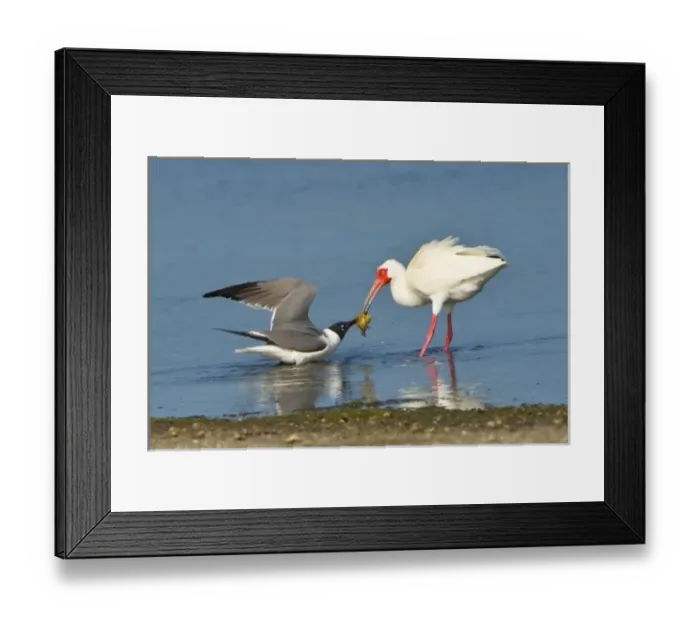 Framed Print : USA, Florida, Sanibel Island, J. N. Ding Darling NWR, bird Laughing Gull and White