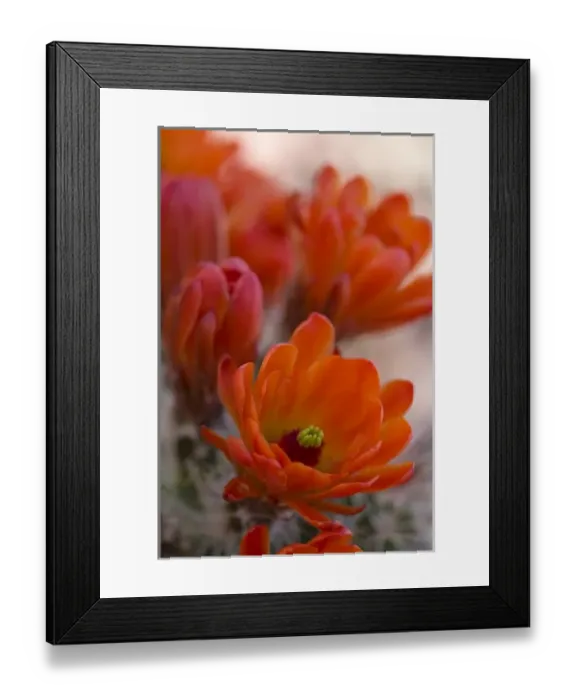 Framed Print : Engelmanns Hedgehog Flower, Echinorcereus engelmannii, Sonoran Desert, Desert Botanical Garden Framed Print : Engelmanns Hedgehog Flower, Echinorcereus engelmannii, Sonoran Desert, Desert Botanical Garden