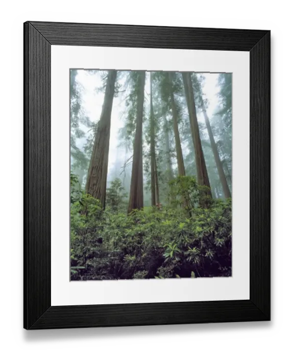 Framed Print : USA, California, Redwood NP. Fog filters the light falling on rhododendrons at Redwood