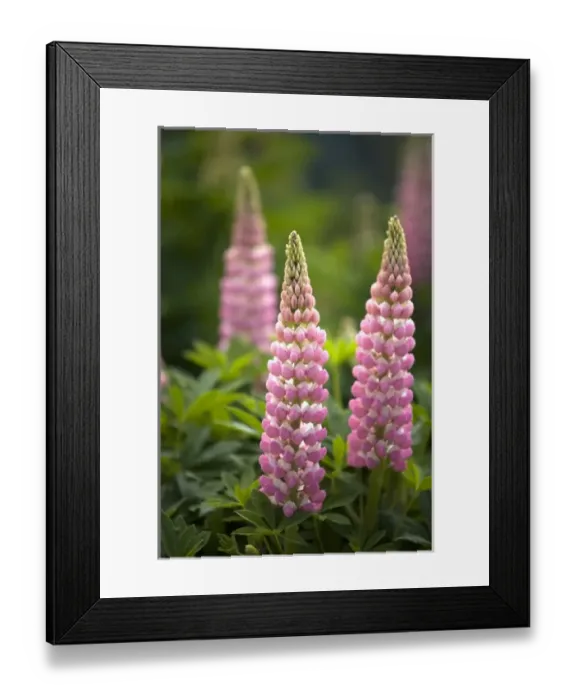 Framed Print : USA, California, Lake Tahoe. Lupine (Lupinus perennis) blooming at Lake Tahoe Framed Print : USA, California, Lake Tahoe. Lupine (Lupinus perennis) blooming at Lake Tahoe