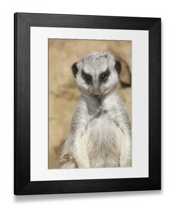 Framed Print : USA, North America, California