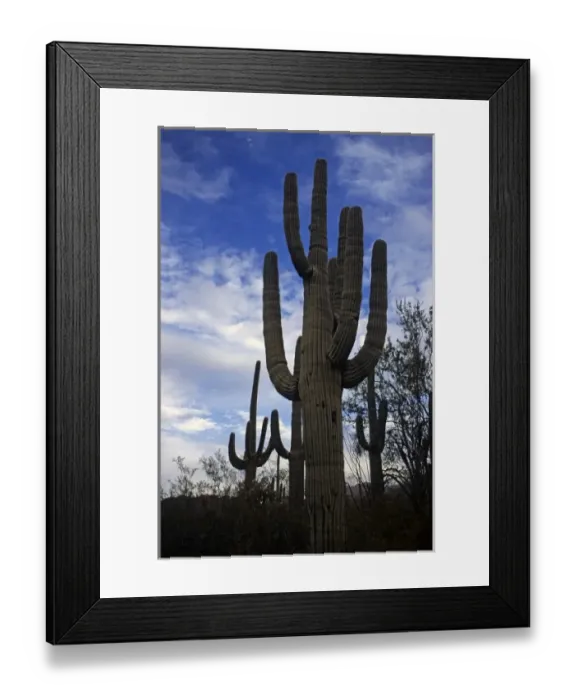 Framed Print : USA, Arizona, Tucson. Saguaro National Park (East). Mature Saguaro Cactus Framed Print : USA, Arizona, Tucson. Saguaro National Park (East). Mature Saguaro Cactus