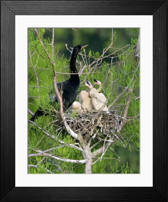 Framed Print : USA, Florida. Anhinga parent and chicks in nest Framed Print : USA, Florida. Anhinga parent and chicks in nest