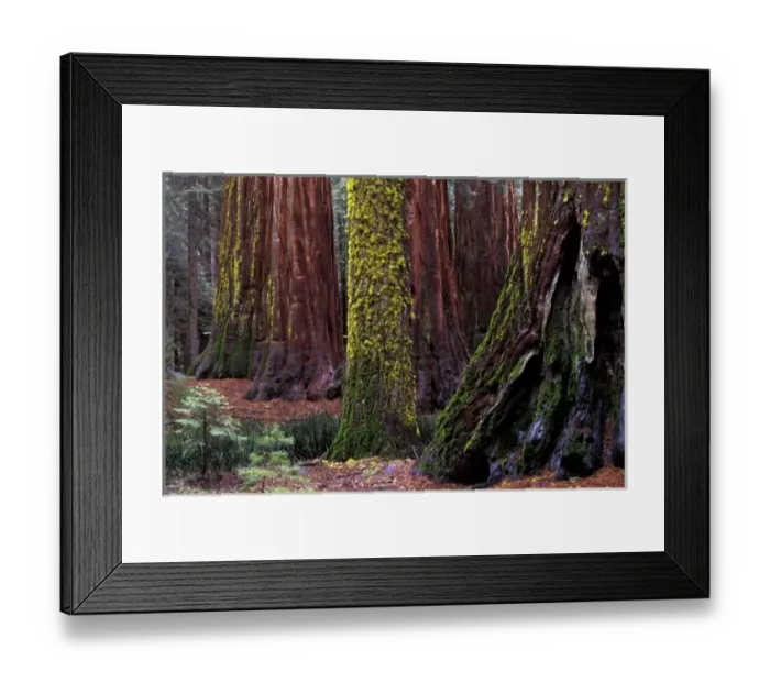 Framed Print : North America, USA, California, Yosemite National Park. Giant Sequoias in Mariposa Grove Framed Print : North America, USA, California, Yosemite National Park. Giant Sequoias in Mariposa Grove