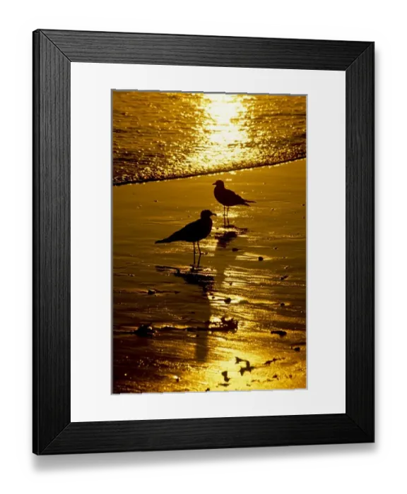 Framed Print : USA, California, Seagulls, Beach
