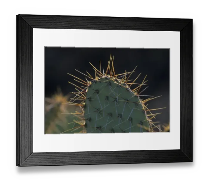 Framed Print : Prickly pear cactus (Opuntia spp), Saguaro National Park, Tucson, Arizona Framed Print : Prickly pear cactus (Opuntia spp), Saguaro National Park, Tucson, Arizona