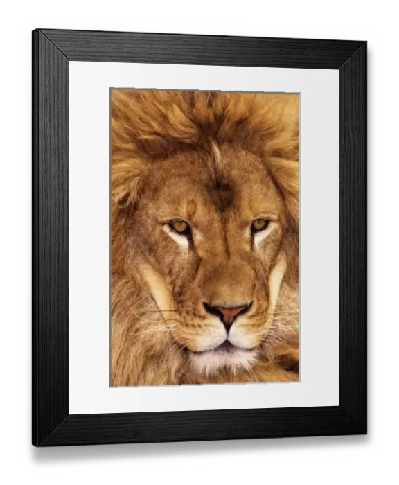 Framed Print : USA, California, Los Angeles County. Portrait of African lion male at Wildlife Waystation Framed Print : USA, California, Los Angeles County. Portrait of African lion male at Wildlife Waystation