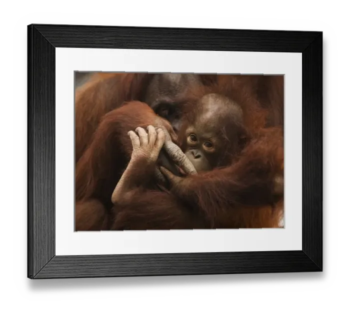 Framed Print : USA; Florida; Pensacola. Mother and baby orangutan at zoo Framed Print : USA; Florida; Pensacola. Mother and baby orangutan at zoo