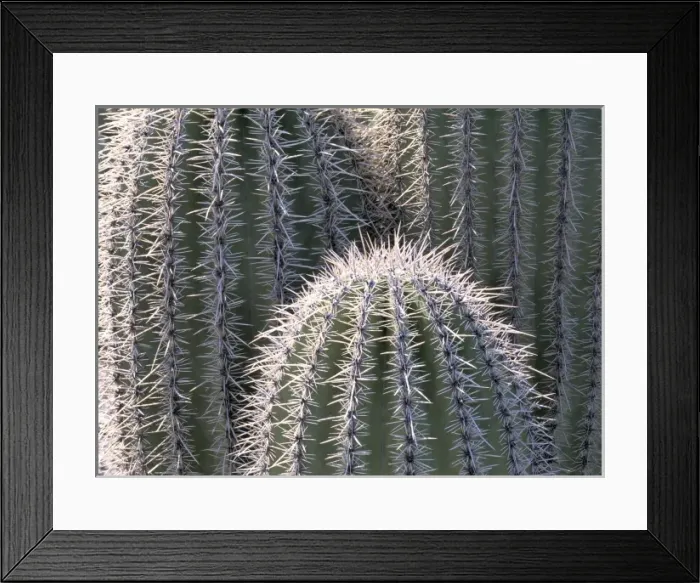 Framed Print : USA, Arizona, Saguaro NP. Some barrel cacti, such as these in Saguaro National Park in Arizona Framed Print : USA, Arizona, Saguaro NP. Some barrel cacti, such as these in Saguaro National Park in Arizona