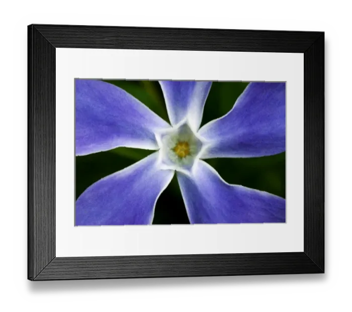 Framed Print : Wildflowers, Big Sur, California Framed Print : Wildflowers, Big Sur, California