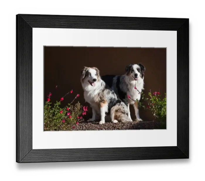 Framed Print : Two Australian Shepherds in the early morning sun surrounded by flowers Framed Print : Two Australian Shepherds in the early morning sun surrounded by flowers
