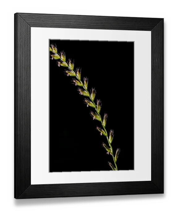 Framed Print : Flora, California Framed Print : Flora, California