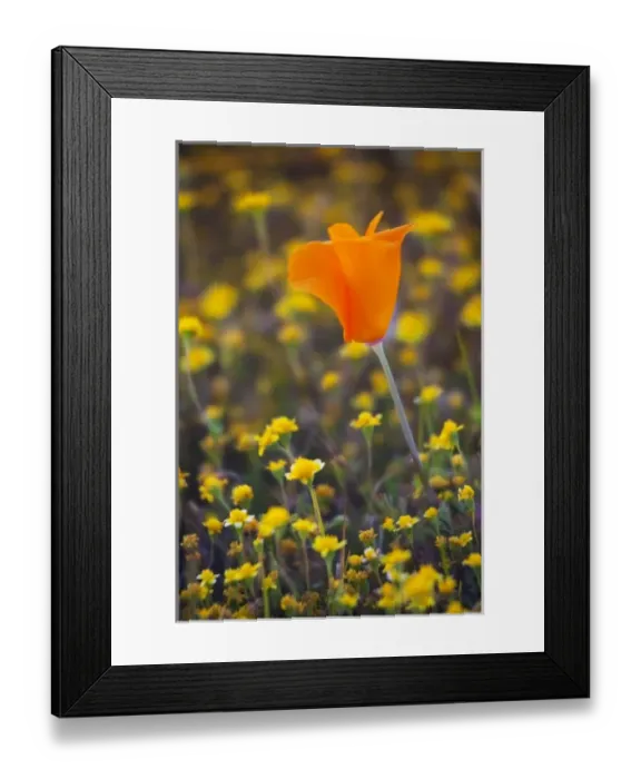 Framed Print : USA, North America, California Framed Print : USA, North America, California