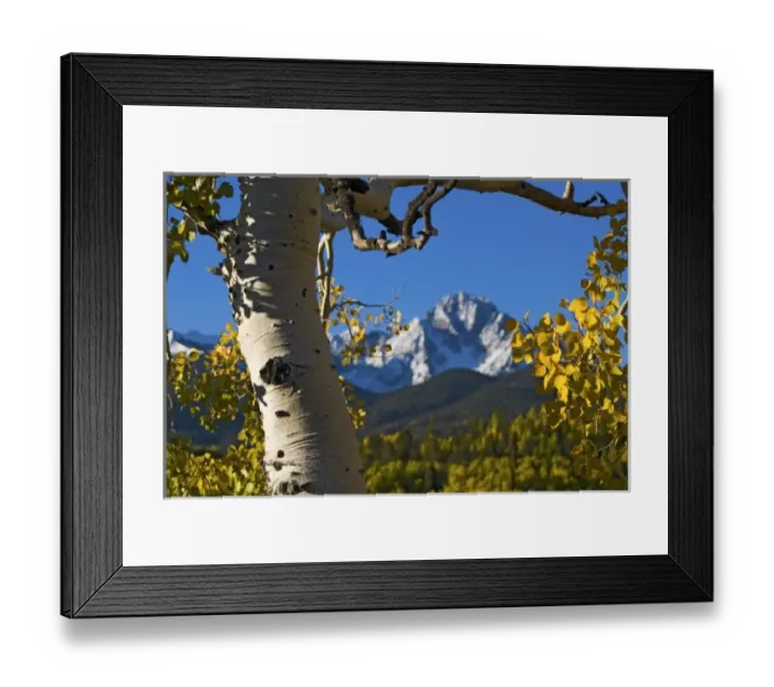 Framed Print : USA, Colorado, Rocky Mountains, San Juan Mountains. An aspen tree frames Mt. Sneffels Framed Print : USA, Colorado, Rocky Mountains, San Juan Mountains. An aspen tree frames Mt. Sneffels