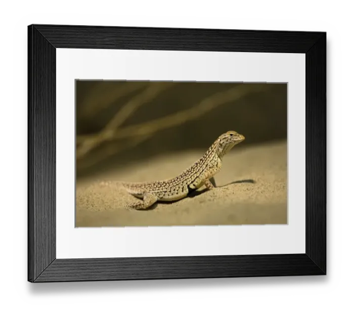 Framed Print : USA, North America, Arizona Framed Print : USA, North America, Arizona