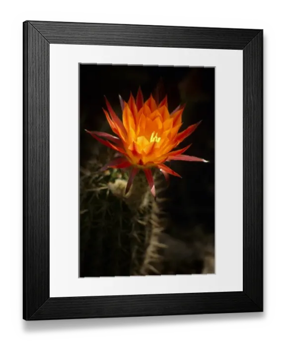Framed Print : Califonia: Santa Barbara, Lotusland, close view of parodia horstil and orange bloom, May Framed Print : Califonia: Santa Barbara, Lotusland, close view of parodia horstil and orange bloom, May