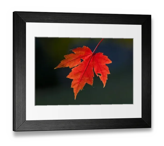 Framed Print : Red Maple (Acer rubrum) red leaf in autumn, Ozark Mountains, Arkansas, USA