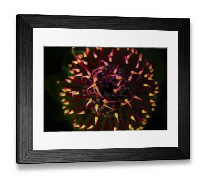 Framed Print : Garden flower, California