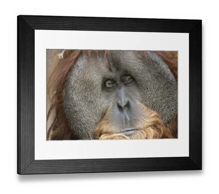 Framed Print : USA, North America, California