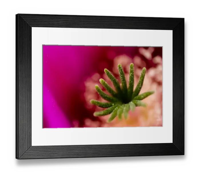 Framed Print : Strawberry hedgehog, Enchinocereus engelmannii, Sonoran Desert, High Desert Park