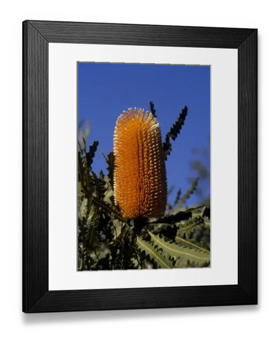 Framed Print : California: Ojal, Taft Ranch, ICEC ( Banksia Ashbyi ) Framed Print : California: Ojal, Taft Ranch, ICEC ( Banksia Ashbyi )