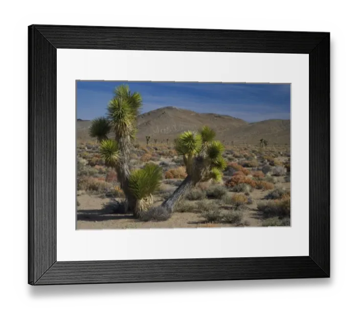 Framed Print : Joshua Tree Coming into Death Valley from Lone Pine California