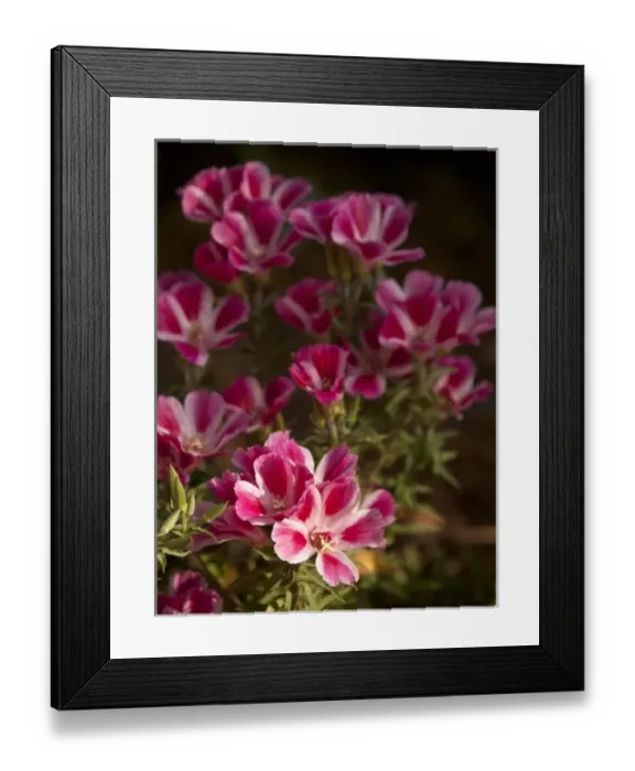 Framed Print : Farewell-to-spring flowers (Clarkia), Los Angeles, California