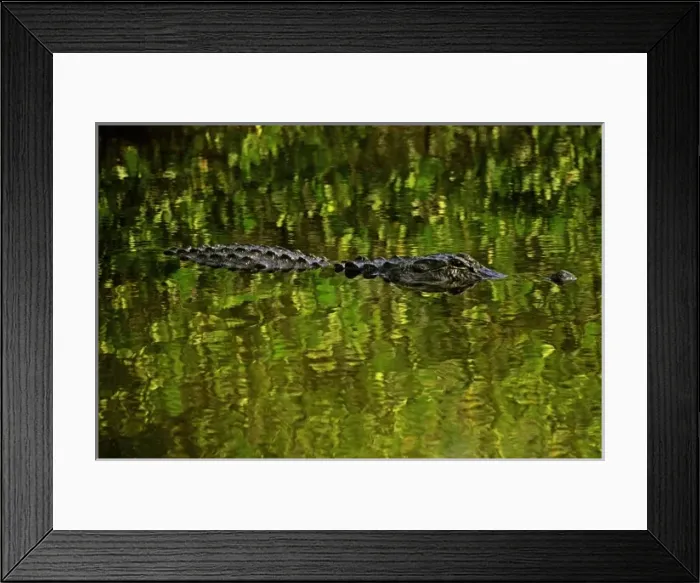 Framed Print : USA, North America, Florida Framed Print : USA, North America, Florida