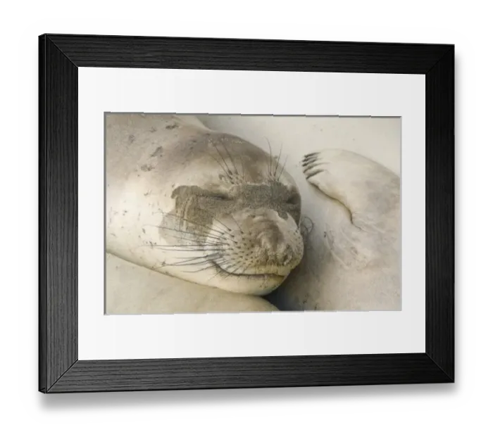 Framed Print : USA, North America, California