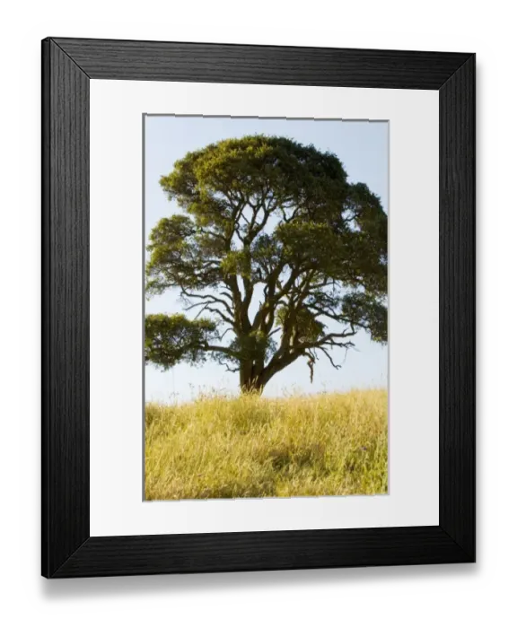 Framed Print : USA, North America, California Framed Print : USA, North America, California