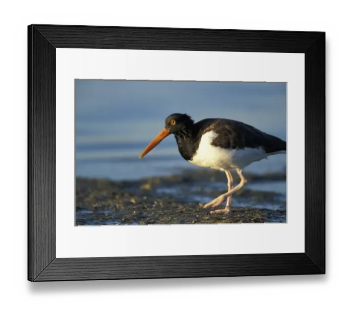 Framed Print : Dunedin, FL. An American oystercatcher, Haematopus palliatus, near the Dunedin Causeway Framed Print : Dunedin, FL. An American oystercatcher, Haematopus palliatus, near the Dunedin Causeway