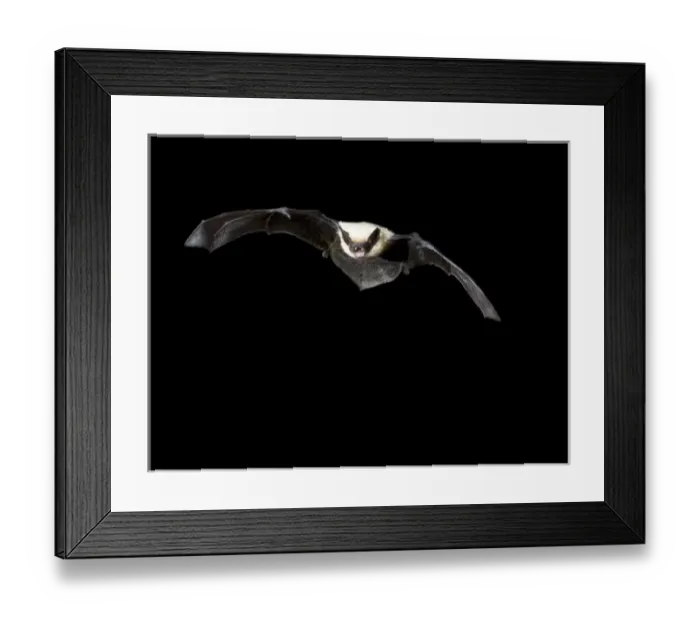 Framed Print : California Myotis, Myotis californicus, flying at night in Arizona, USA Framed Print : California Myotis, Myotis californicus, flying at night in Arizona, USA