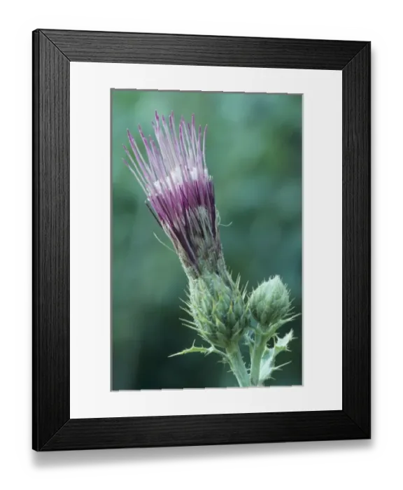 Framed Print : Thistle, Grand Canyon, Arizona, United States