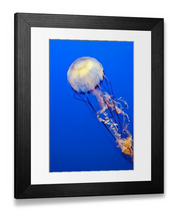 Framed Print : Monterey, California. Sea nettle jellyfish (chrysaora fuscescens) Monterey Aquarium Framed Print : Monterey, California. Sea nettle jellyfish (chrysaora fuscescens) Monterey Aquarium
