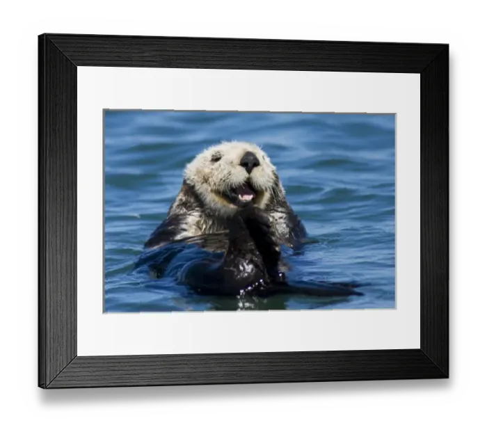 Framed Print : California Sea Otter (Enhydra lutris) grooms its fur - Moss Landing, California Framed Print : California Sea Otter (Enhydra lutris) grooms its fur - Moss Landing, California