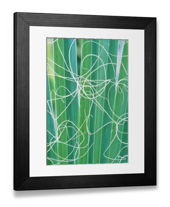 Framed Print : USA, CA, Palm Springs, California Fan Palm Detail (Washingtonia filifera) Framed Print : USA, CA, Palm Springs, California Fan Palm Detail (Washingtonia filifera)